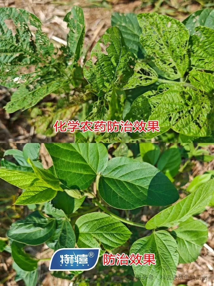 科云®特科喜®甜菜夜蛾核型多角體病毒防治甜菜夜蛾效果，得到全省生物防治“三進”行動專家教授的一致肯定